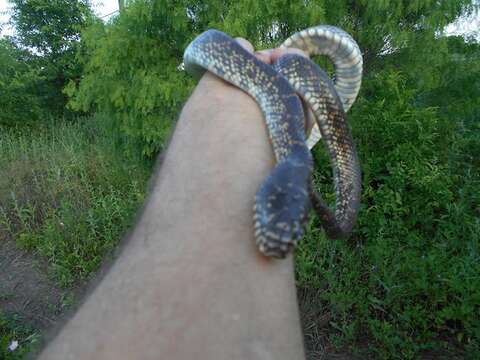 Image of Desert Kingsnake