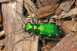 Imagem de Cicindela (Cicindela) sexguttata Fabricius 1775