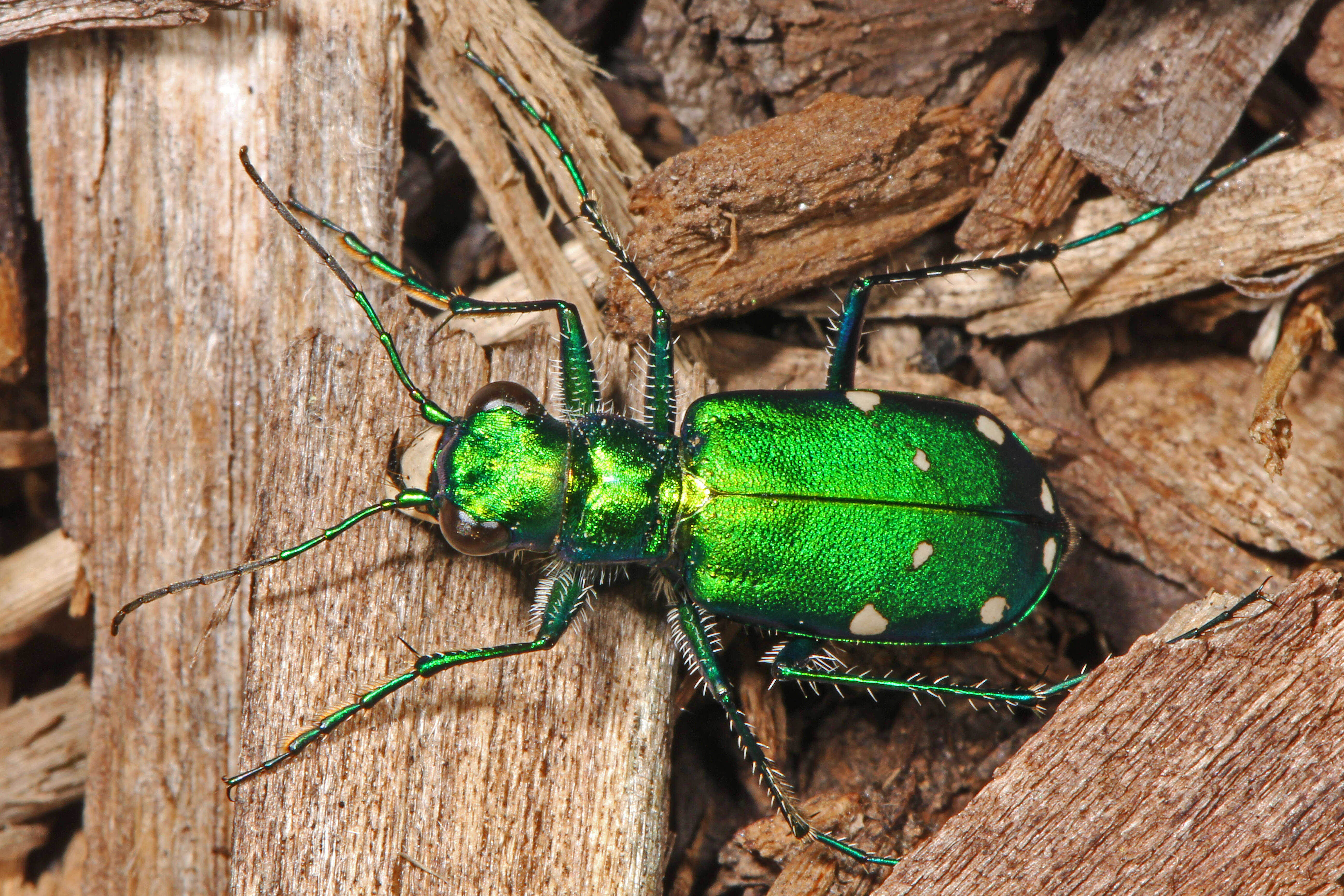 Imagem de Cicindela (Cicindela) sexguttata Fabricius 1775