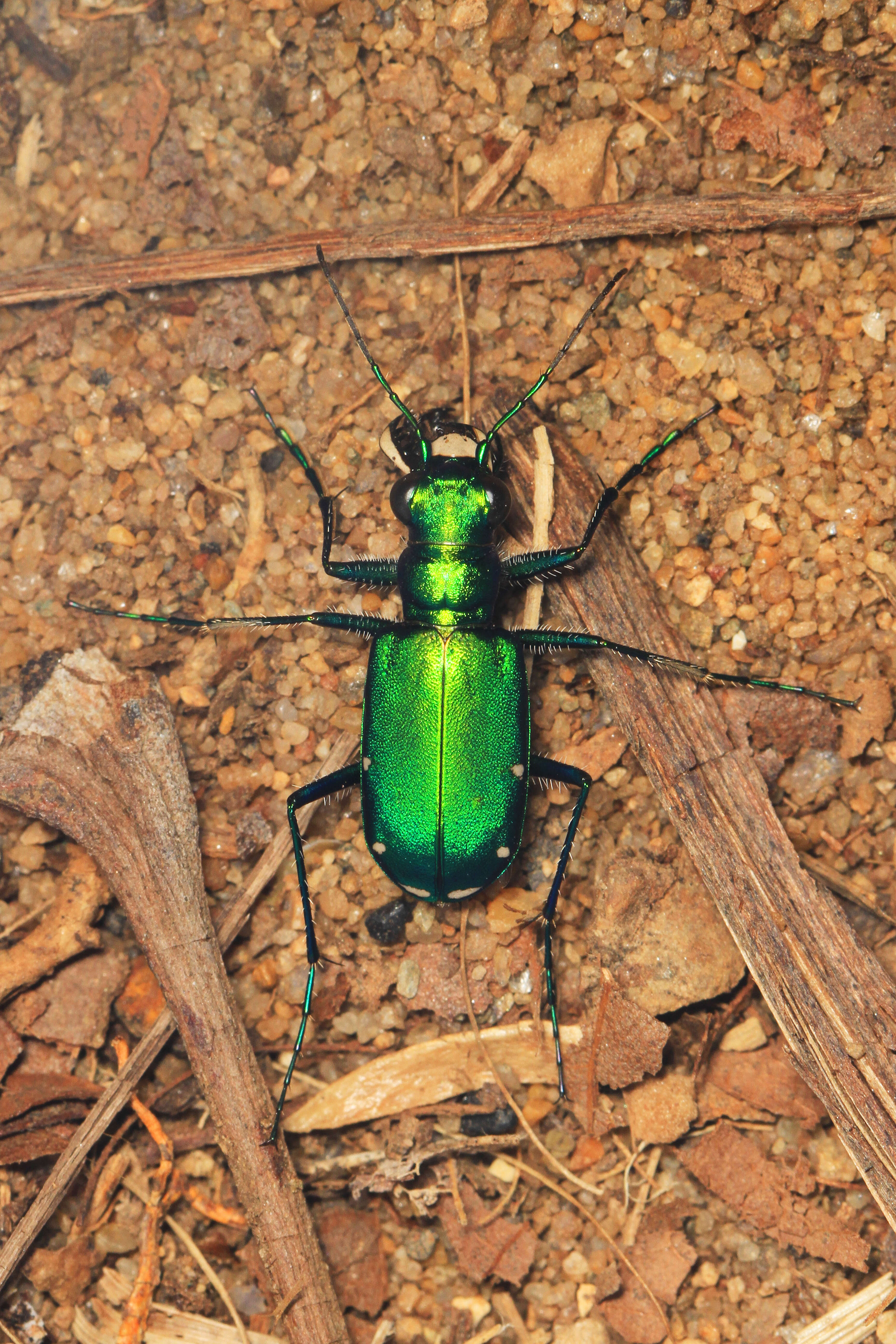 Image of Six Spotted Tiger Beetle