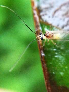 Stenopsocus immaculatus (Stephens 1836) resmi