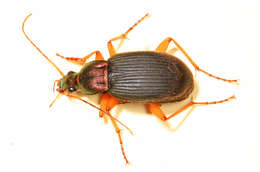 Image of Vivid Metallic Ground Beetles