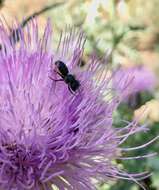 Osmia texana Cresson 1872的图像