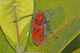 Image of Red Milkweed Beetle