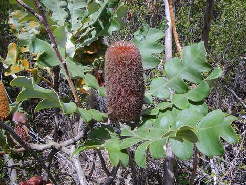 Image of Banksia solandri R. Br.