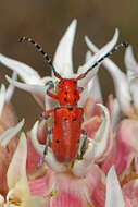 Image of Red-femured Milkweed Borer