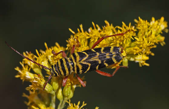 Image of Locust Borer