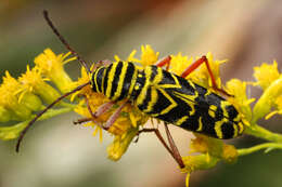 Image of Locust Borer