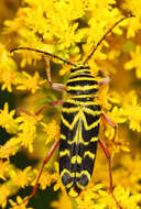 Image of Locust Borer