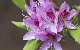 Plancia ëd Rhododendron macrosepalum Maxim.