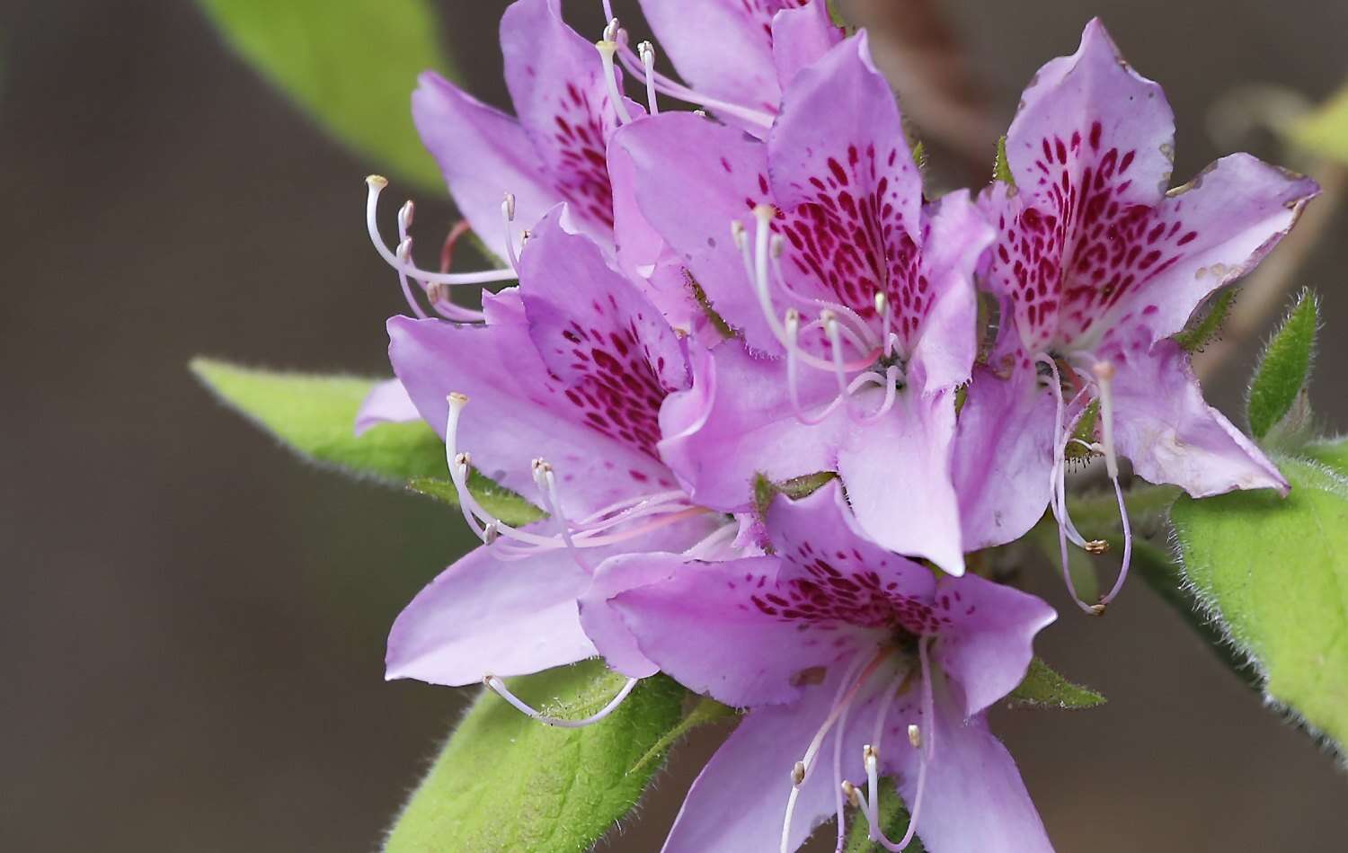 Plancia ëd Rhododendron macrosepalum Maxim.