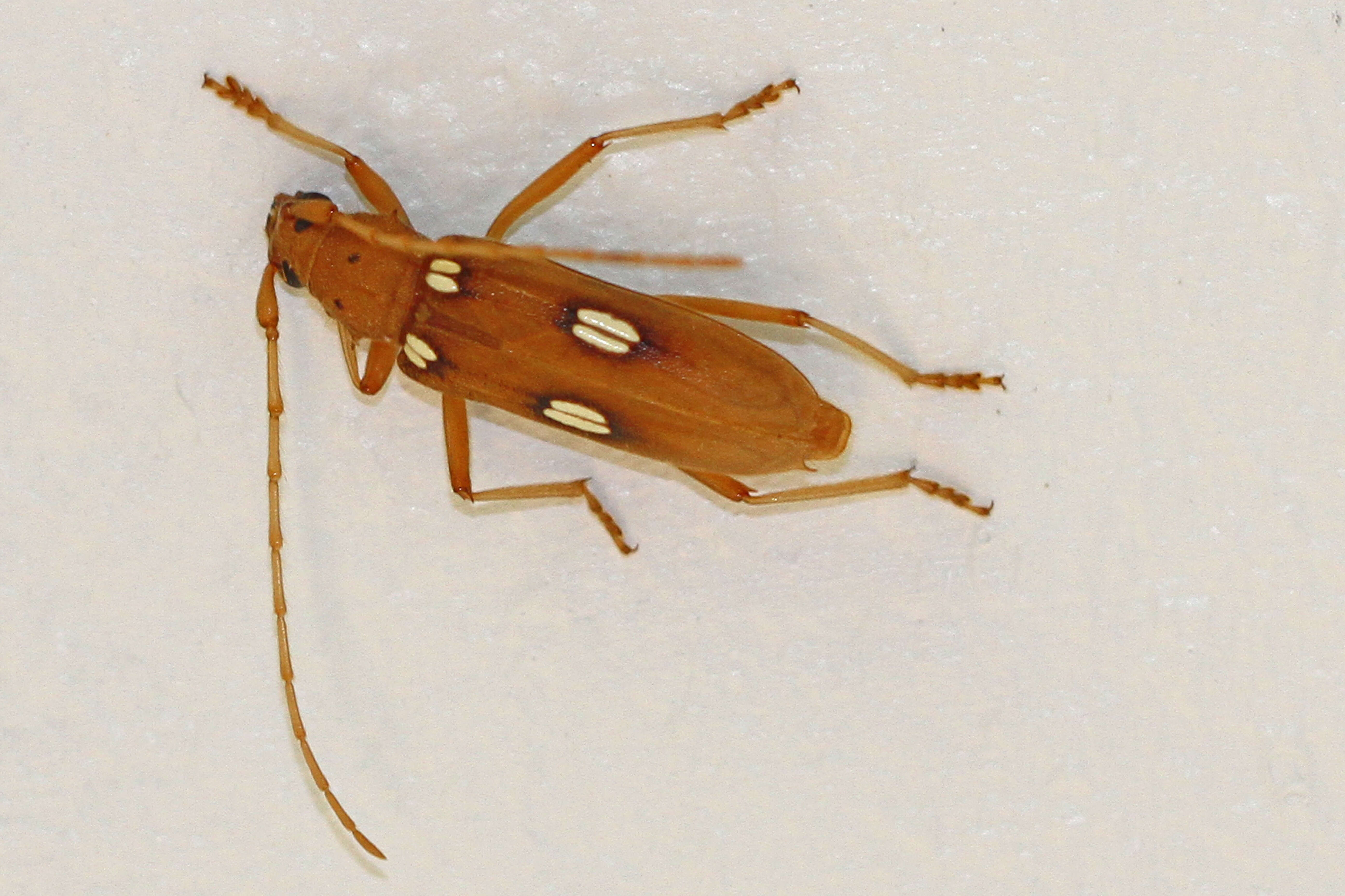 Image of Ivory-marked Beetle