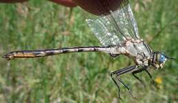 Imagem de Arigomphus cornutus (Tough 1900)