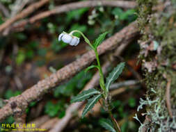 Image of Chimaphila japonica Miq.