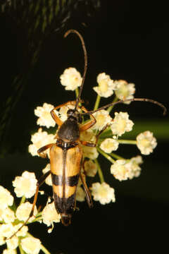 Image of Leptura obliterata (Haldeman 1847)