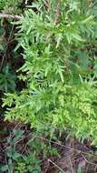 Image of Japanese climbing fern