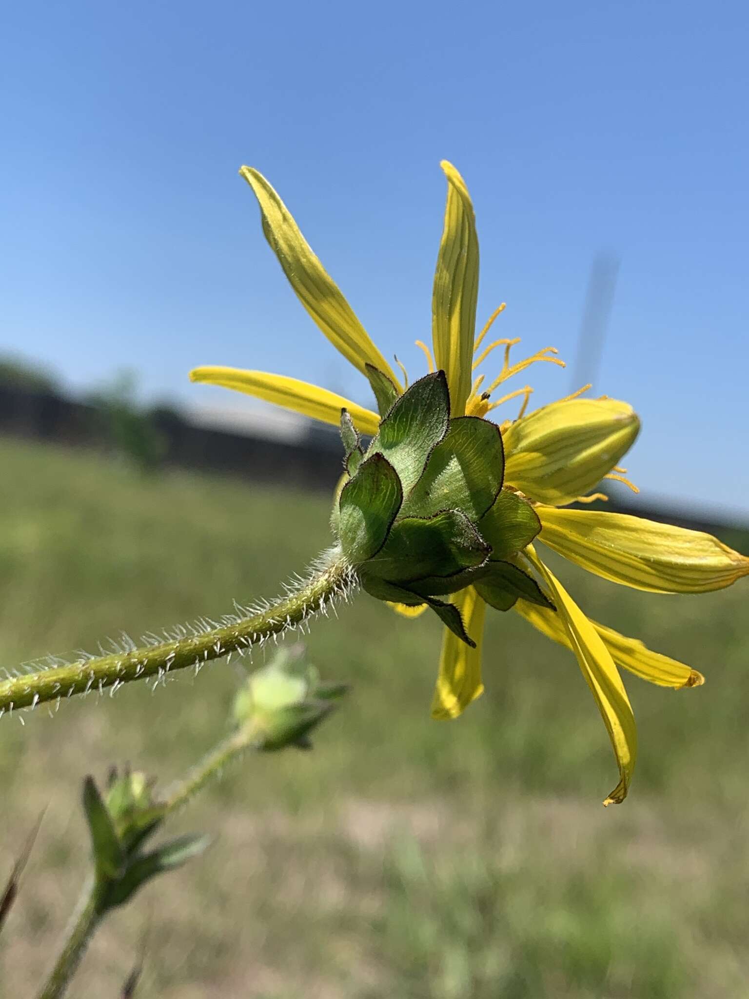 Image of slender rosinweed