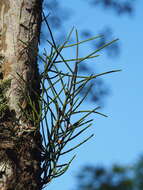 Image of Luisia teres (Thunb.) Blume