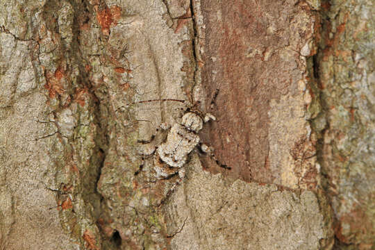 Image of Leptostylus asperatus (Haldeman 1847)