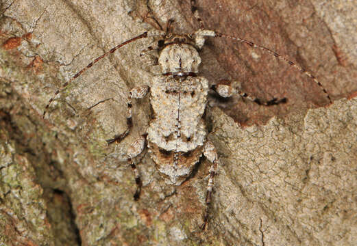 Image of Leptostylus asperatus (Haldeman 1847)