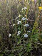 Image of <i>Symphyotrichum <i>pilosum</i></i> var. pilosum