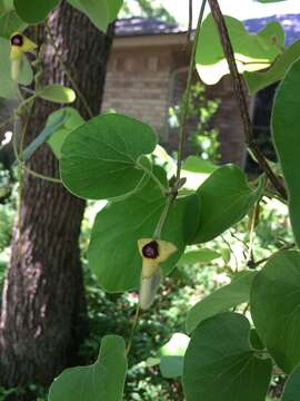 Image of woolly dutchman's pipe