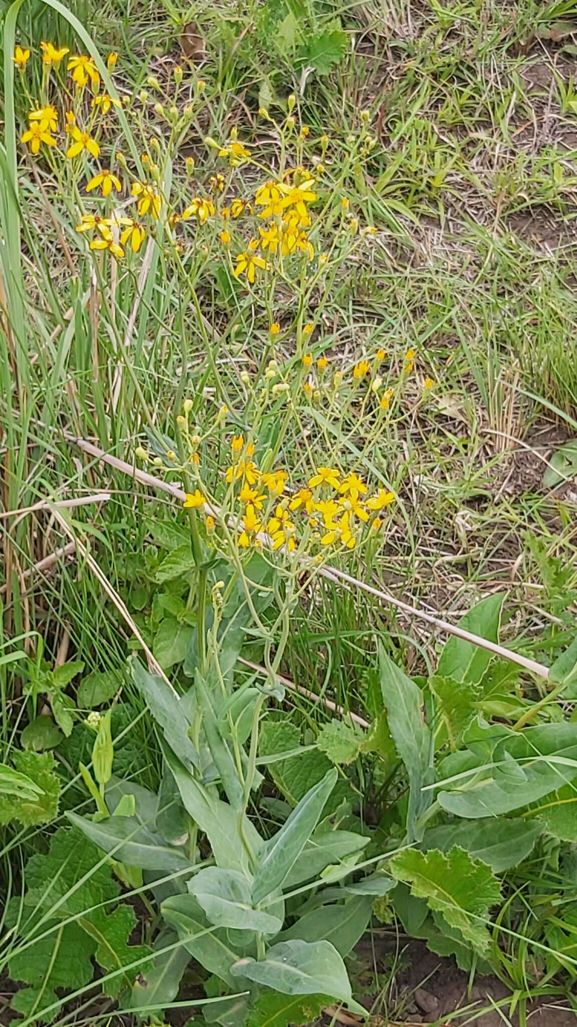 Image of Noxious ragwort