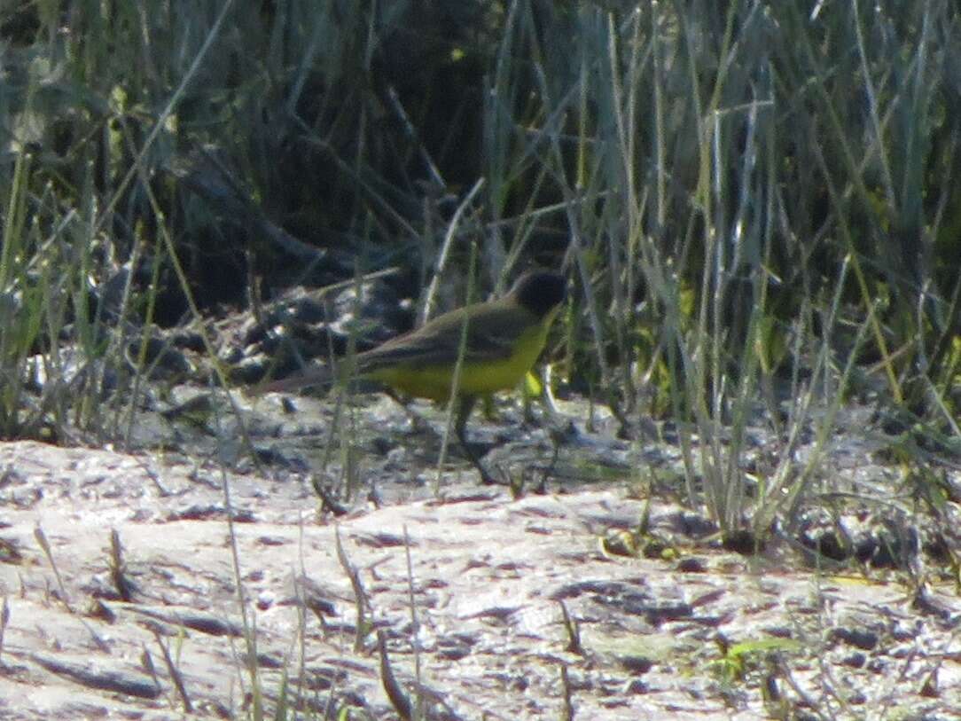 Image of Motacilla flava feldegg Michahelles 1830