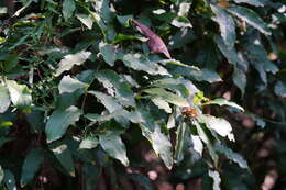 Image of Capparis henryi Matsum.