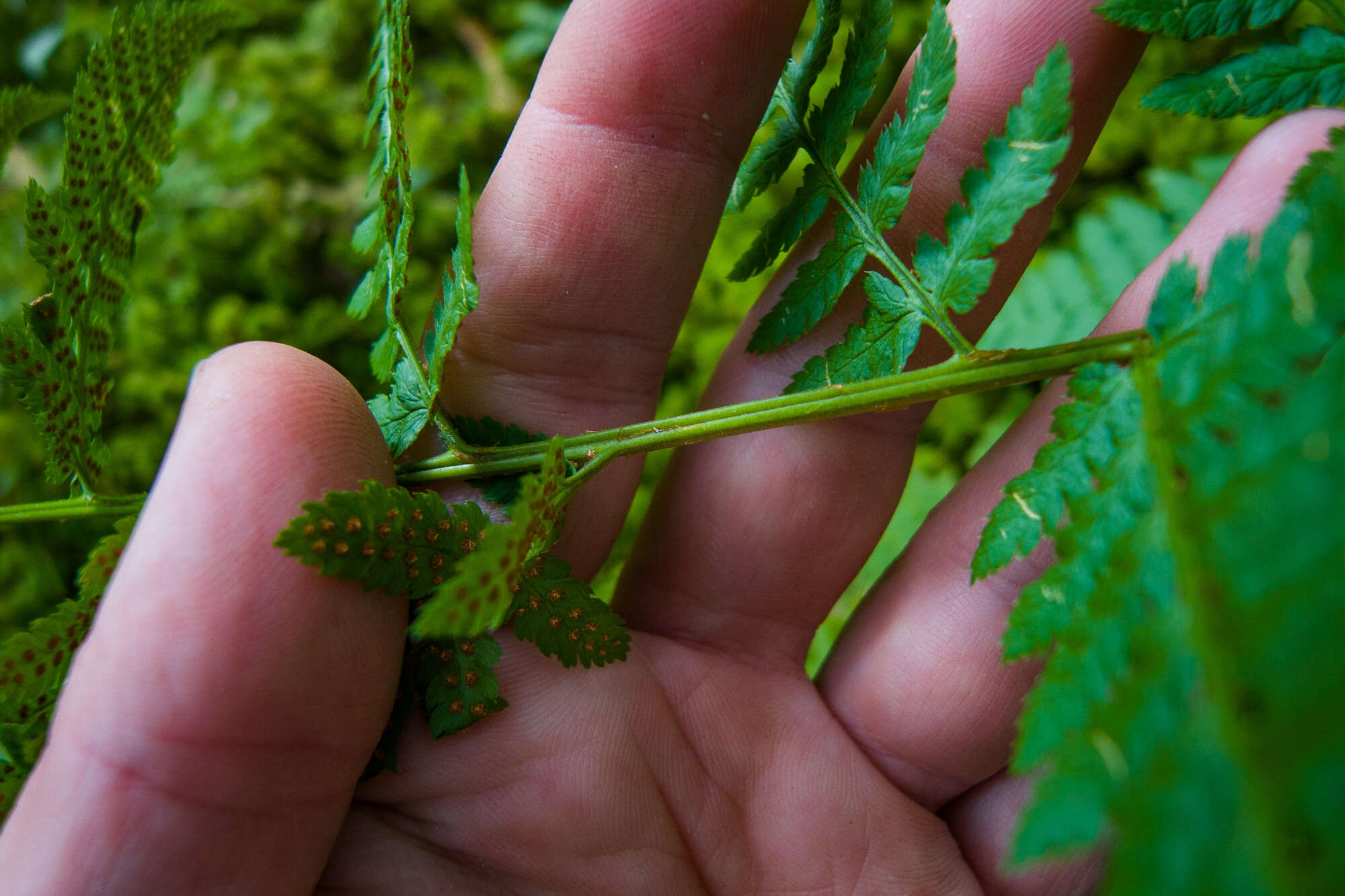 Sivun Dryopteris boottii (Tuckerm.) Underw. kuva