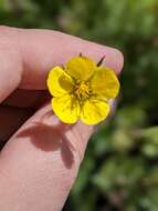 Image de Geum rossii var. turbinatum (Rydb.) C. L. Hitchc.