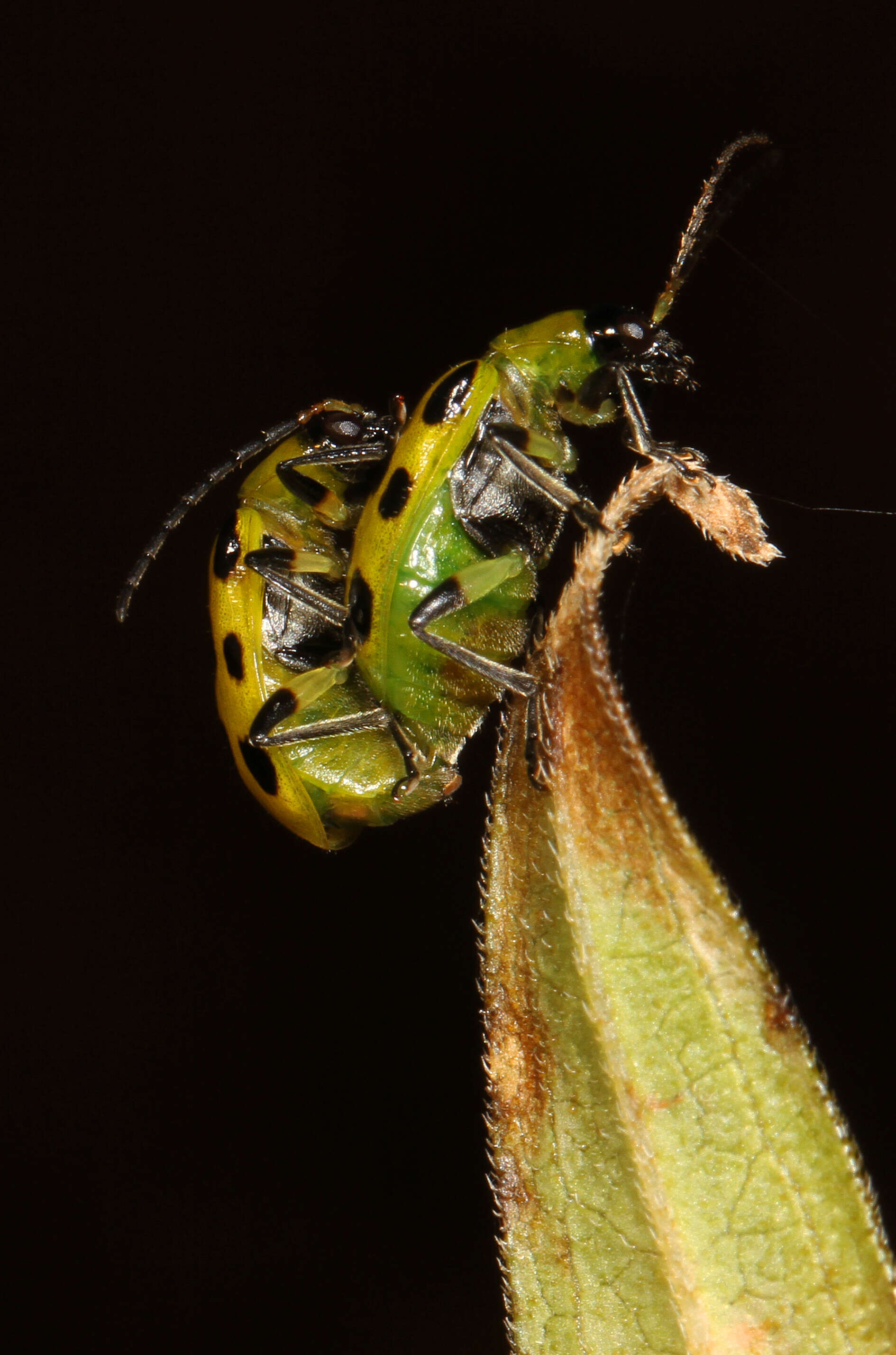 Image of Spotted Cucumber Beetle