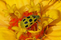 Image of Spotted Cucumber Beetle