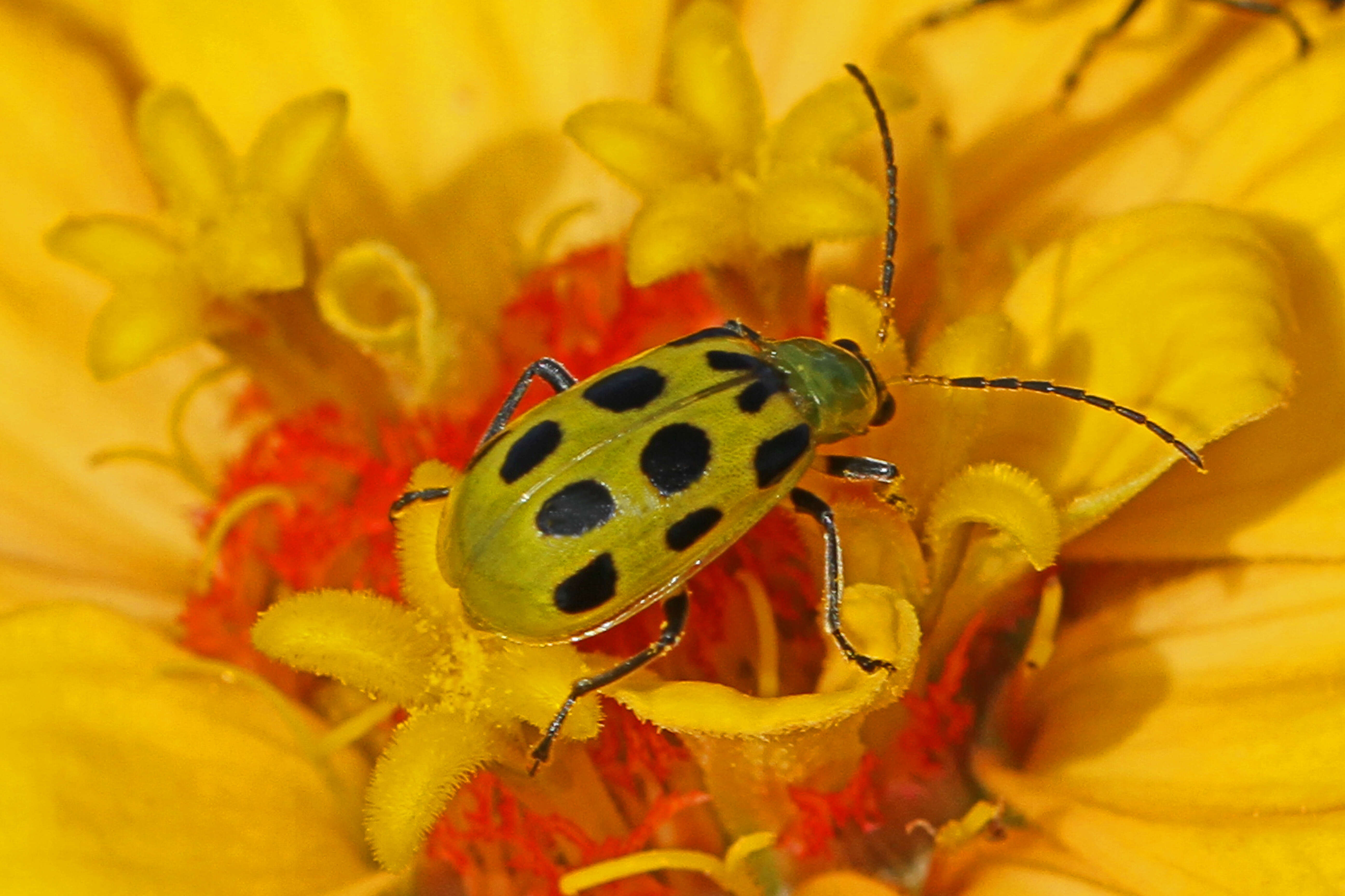 Image of Spotted Cucumber Beetle