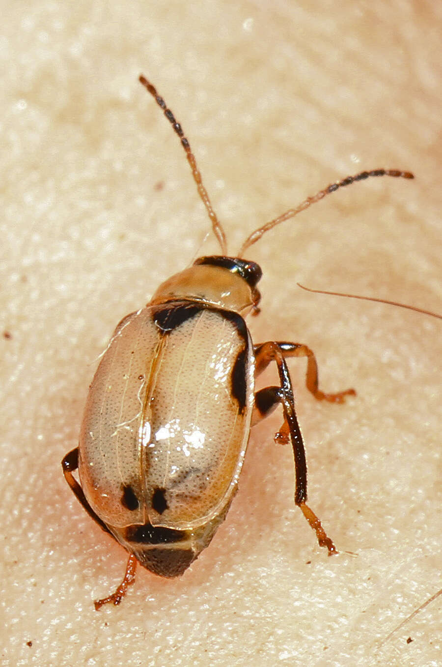 Sivun Cerotoma trifurcata (Forster 1771) kuva