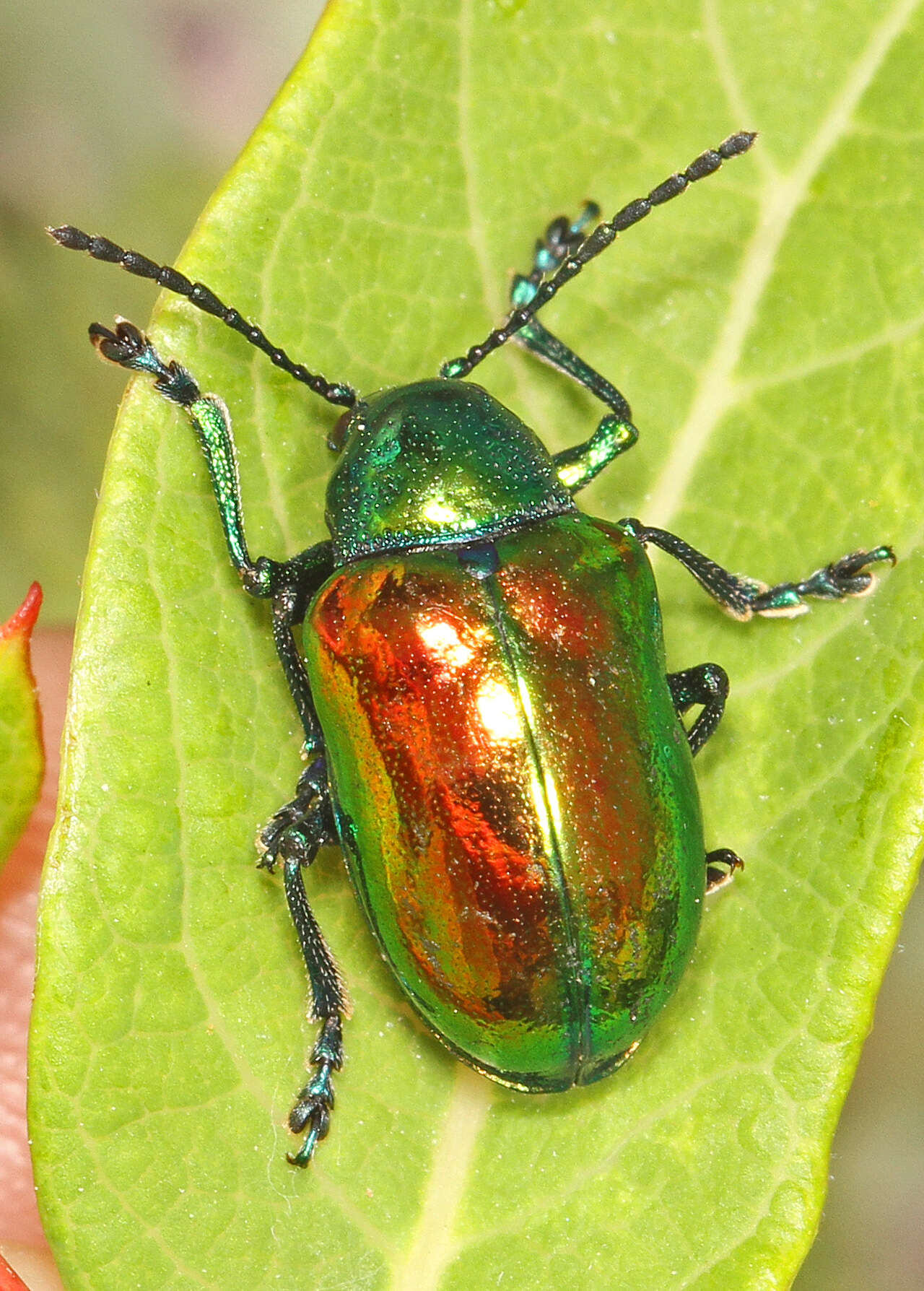 Image of Dogbane Beetle