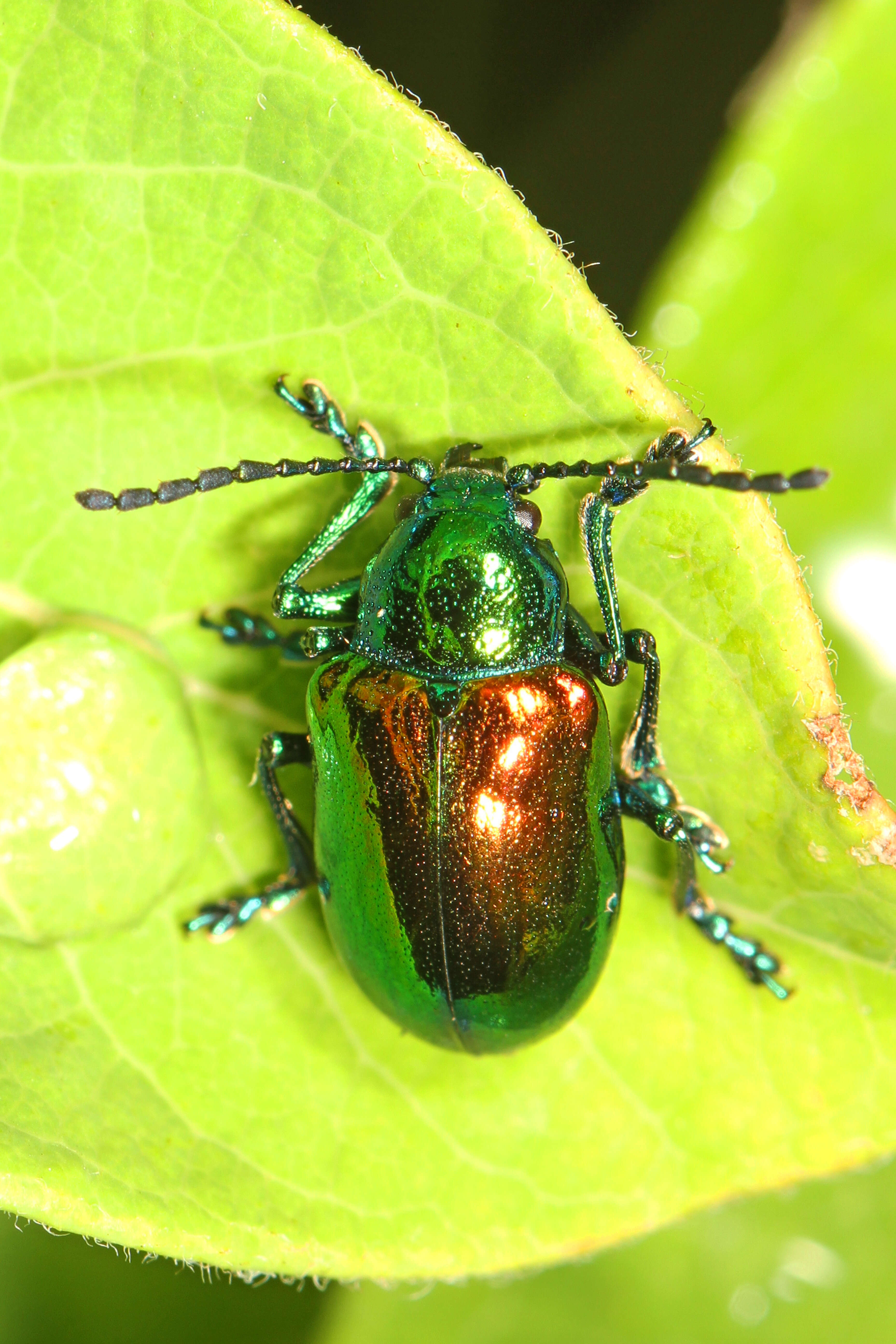 Image of Dogbane Beetle