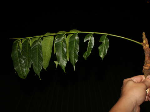 Ruagea glabra Triana & Planch.的图像