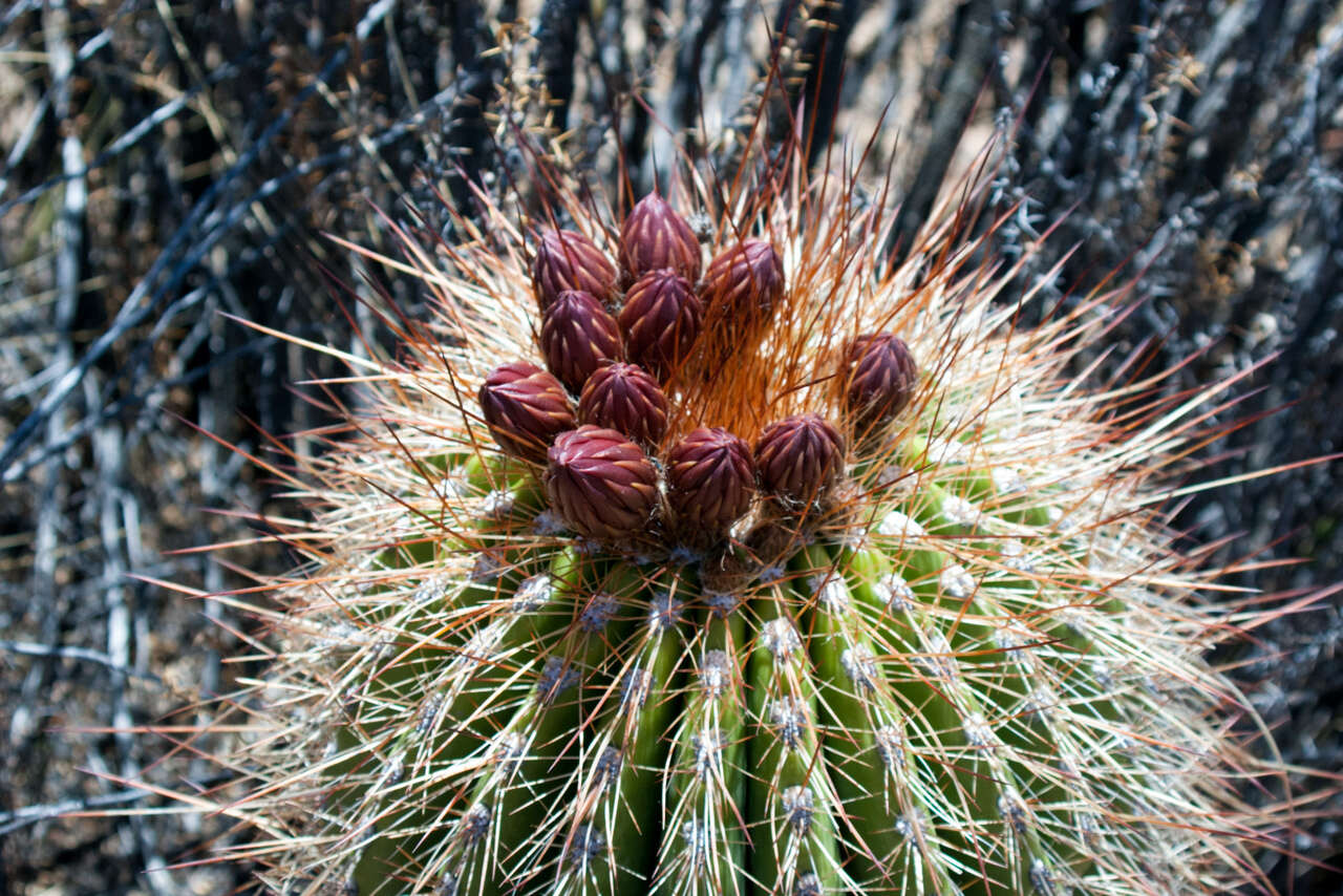 Imagem de Echinopsis tarijensis (Vaupel) H. Friedrich & G. D. Rowley