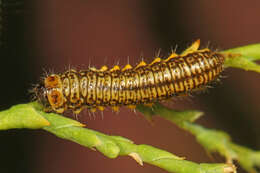 Diorhabda carinulata resmi