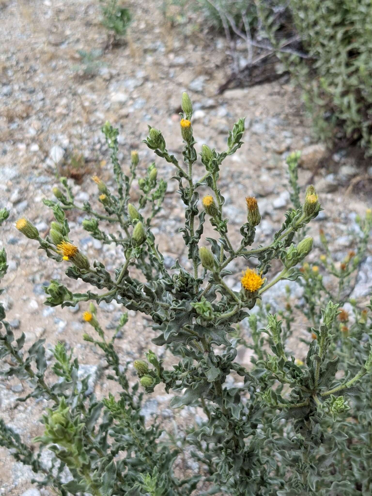 Image of sessileflower false goldenaster