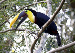 Image of Chestnut-mandibled Toucan