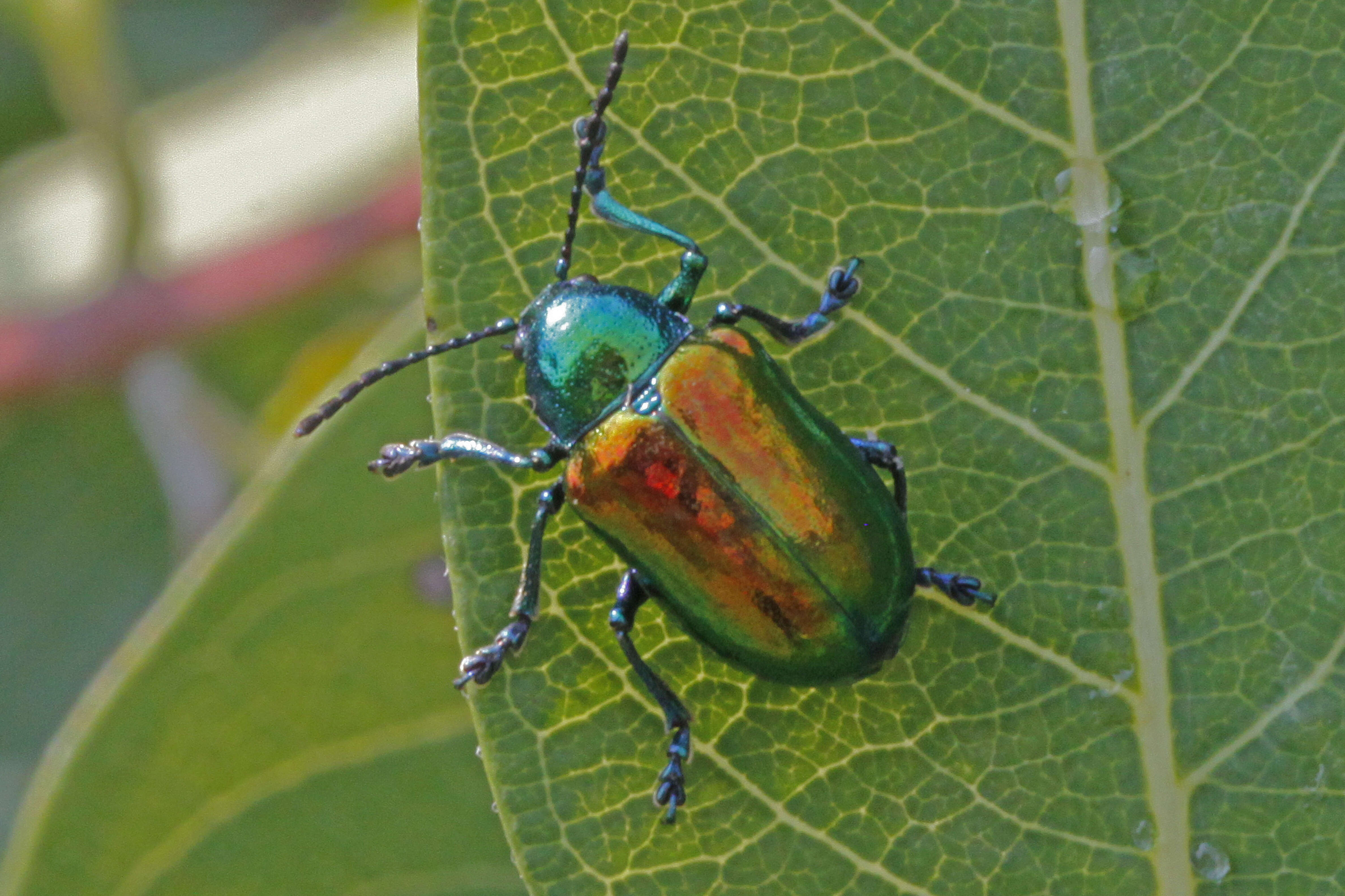 Image of Dogbane Beetle