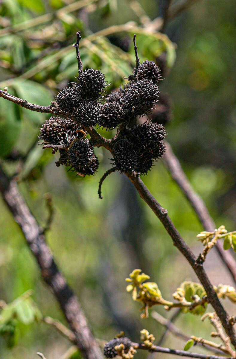 Image de Dalbergia nitidula Baker