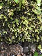 Image of horn calcareous moss