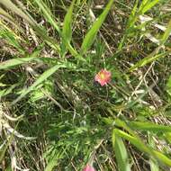 Image of Pacific anemone