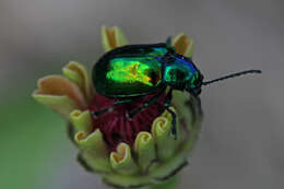 Image of Dogbane Beetle