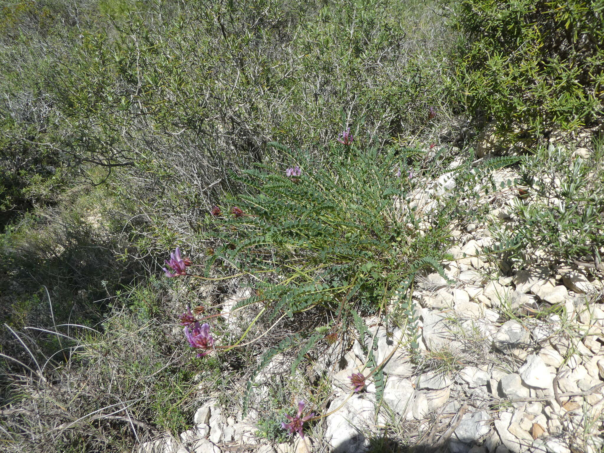Image of Astragalus monspessulanus subsp. monspessulanus