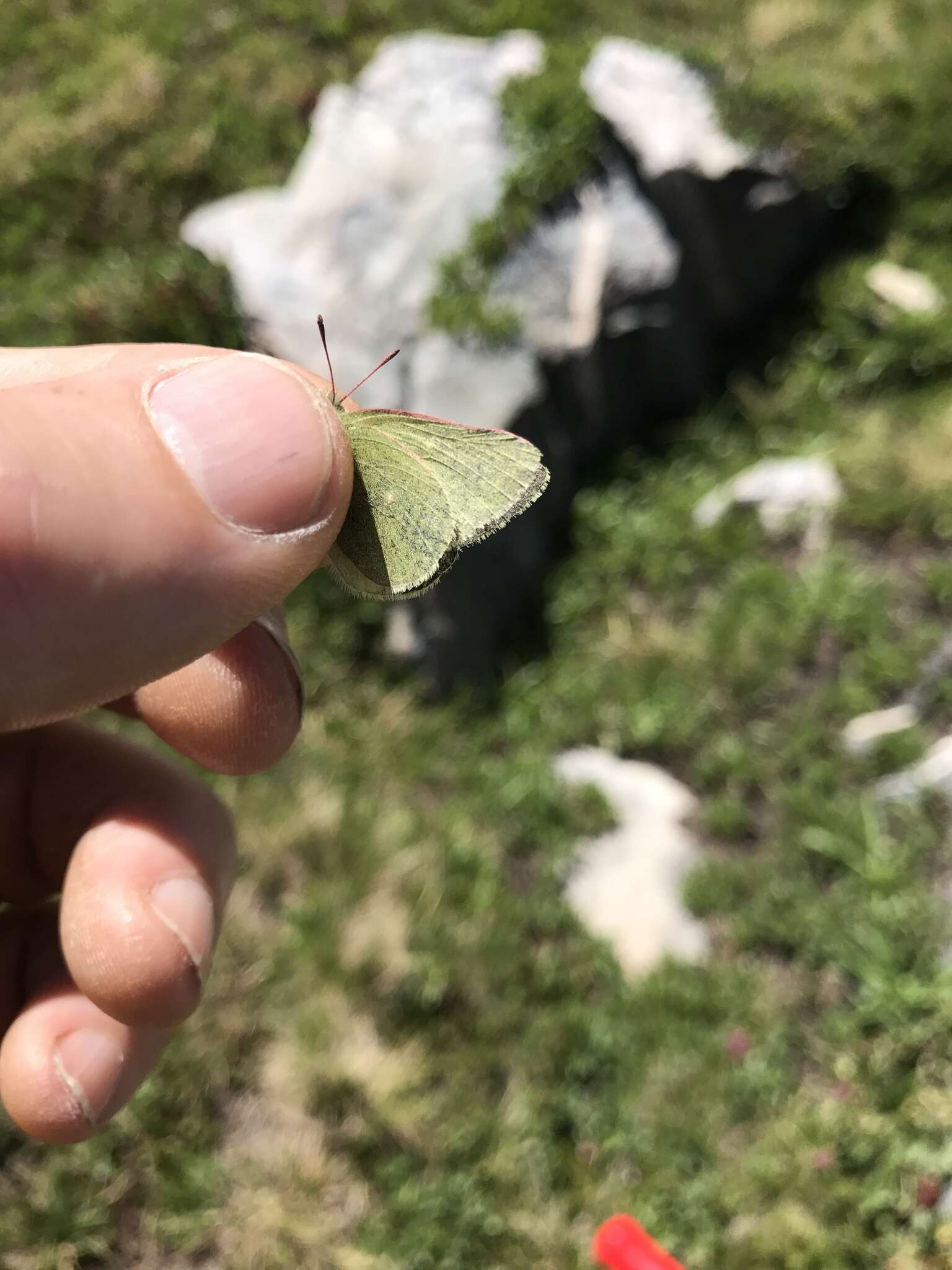 Image of Sierra Green Sulphur