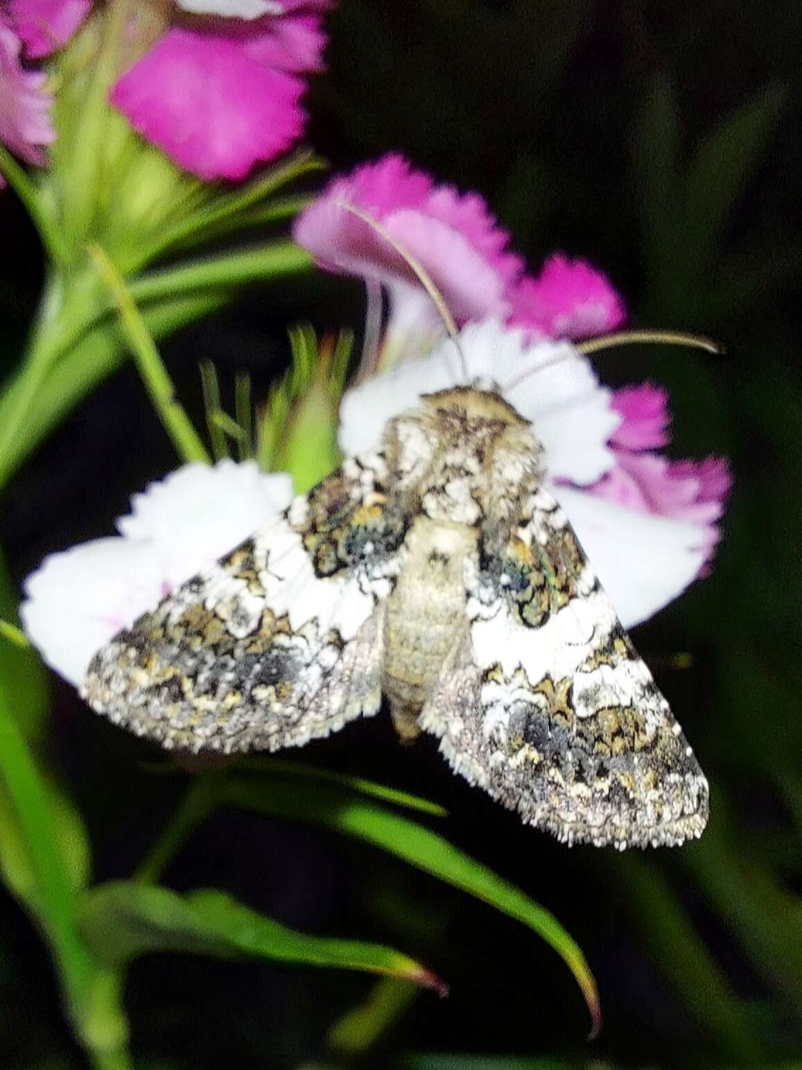 Image of varied coronet